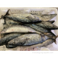 Frozen Auxis Thazard Skipjack entier rond bonito poisson